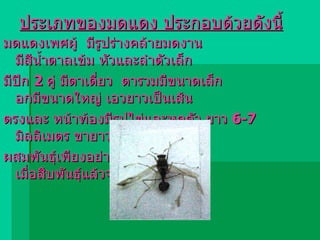 ประเภทของมดแดง ประกอบด้วยดังนี้ มดแดงเพศผู้  มีรูปร่างคล้ายมดงาน มีสีน้ำตาลเข้ม หัวและลำตัวเล็ก  มีปีก  2   คู่ มีตาเดี่ยว  ตารวมมีขนาดเล็ก อกมีขนาดใหญ่ เอวยาวเป็นเส้น ตรงและ หน้าท้องมีรูปไข่และหดตัว ยาว  6-7   มิลลิเมตร ขายาว มีหน้าที่ ผสมพันธุ์เพียงอย่างเดียว เมื่อสืบพันธุ์แล้วจะตายไป   