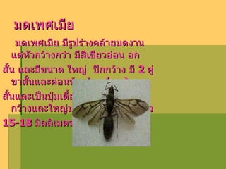 มดเพศเมีย มดเพศเมีย มีรูปร่างคล้ายมดงาน แต่หัวกว้างกว่า มีสีเขียวอ่อน อก สั้น และมีขนาด ใหญ่  ปีกกว้าง มี  2   คู่  ขาสั้นและค่อนข้างอ้วน  ( เอว ) สั้นและเป็นปุ่มเตี้ย ๆ ส่วนท้องรูปไข่ กว้างและใหญ่มาก ลำตัวมีความยาว  15 - 18   มิลลิเมตร   