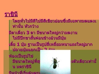 ราชินี โดยทั่วไปมีสีไปมีสีเขียวอ่อนซึ่งมีเฉพาะมดแดงเท่านั้น หัวกว้าง  มีตาเดี่ยว  3  ตา มีขนาดใหญ่กว่ามดงาน ไม่มีปีกขาสั้นค่อนข้างอ้วนมีปุ่ม เตี้ย  1   ปุ่ม ฐานเป็นรูปสี่เหลี่ยมหนาและใหญ่มาก ปลายปุ่มแยกเป็น  2   ง่าม  ท้องเป็นรูปไข่ มีขนาดใหญ่ที่สุดในแต่ละรังมีเพียงตัวเดียวเท่านั้น มดราชินี มีหน้าที่เริ่มต้นครอบครัวมดแดง กำหนดเพศของไข่ที่วางและเพิ่มประชากร ในรัง โดยเป็นตัวควบคุมกิจกรรมของมดงานภายในรัง   