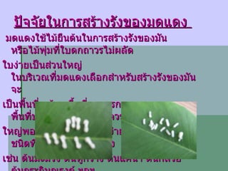 ปัจจัยในการสร้างรังของมดแดง  มดแดงใช้ไม้ยืนต้นในการสร้างรังของมัน หรือไม้พุ่มที่ใบดกถาวรไม่ผลัด ใบง่ายเป็นส่วนใหญ่  ในบริเวณที่มดแดงเลือกสำหรับสร้างรังของมัน จะ เป็นพื้นที่รกร้าง พื้นที่เกษตรกรรม พื้นที่บริเวณทั่วไป ใบไม้ควรเป็นใบที่ ใหญ่พอสมควร เหมาะและง่ายต่อการสร้างรัง ชนิดที่มดแดงชอบสร้างรัง  เช่น ต้นมะม่วง ต้นหูกวาง ต้นแคนา ต้นกล้วย ต้นกระถินณรงค์ ฯลฯ 