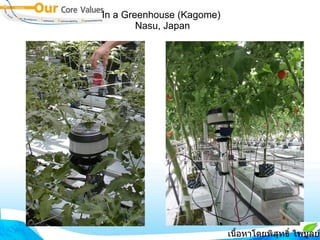 In a Greenhouse (Kagome)  Nasu, Japan เนื้อหาโดยพิสุทธิ์ ไพบูลย์รัตน์ 