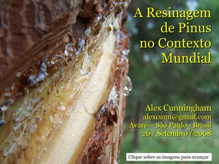 A Resinagem de Pinus no Contexto Mundial Alex Cunningham [email_address] Avaré – São Paulo - Brasil 26 / Setembro / 2008 Clique sobre as imagens para avançar 