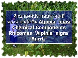 ศึกษาองค์ประกอบทางเคมี ของลำต้นใต้ดิน  Alpinia   nigra  Chemical Components Rhizomes  ‘ Alpinia   nigra   Burrt.’ 