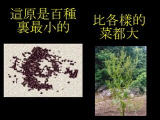 十月芥菜 梁永善牧師 十月芥菜 梁永善牧師