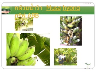 กล้วยน้ำว้า  Musa   hybrid   กรุ๊ฟ  ABB 