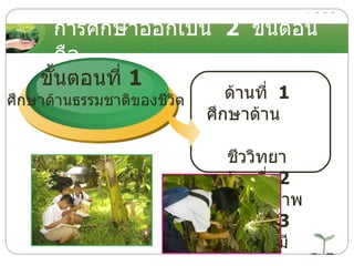 การศึกษาออกเป็น  2  ขั้นตอน   คือ ขั้นตอนที่  1   ศึกษาด้านธรรมชาติของชีวิต ด้านที่  1   ศึกษาด้าน     ชีววิทยา  ด้านที่  2   ด้านกายภาพ  ด้านที่  3   ด้านเคมี   