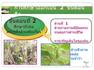 การศึกษาออกเป็น  2  ขั้นตอน   คือ ขั้นตอนที่  2  ศึกษาหัวข้อ สรรพสิ่งล้วนพันเกี่ยว ด้านที่  1  ด้านกายภาพที่มีผลกระทบต่อการดำรงชีวิต  การเจริญเติบโตของต้นกล้วยน้ำว้า  ด้านที่  2  ด้านชีวภาพ ที่มีผลต่อ ต้นกล้วยน้ำว้า 