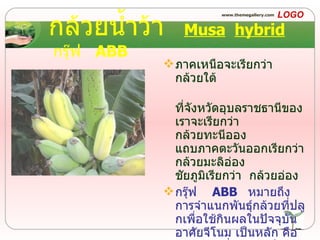 กล้วยน้ำว้า   Musa   hybrid   กรุ๊ฟ  ABB ภาคเหนือจะเรียกว่า  กล้วยใต้  ที่จังหวัดอุบลราชธานีของเราจะเรียกว่า  กล้วยทะนีออง  แถบภาคตะวันออกเรียกว่ากล้วยมะลิอ่อง  ชัยภูมิเรียกว่า  กล้วยอ่อง  กรุ๊ฟ  ABB  หมายถึง   การจำแนกพันธุ์กล้วยที่ปลูกเพื่อใช้กินผลในปัจจุบัน อาศัยจีโนม เป็นหลัก คือ กล้วยป่า ที่มีจีโนมเป็น  AA  กล้วยตานี มีจีโนม  BB  ABB  เป็นพันธุ์ผสมที่มีลักษณะค่อนไปทางกล้วยตานีที่ได้กลายพันธุ์มาแล้ว 