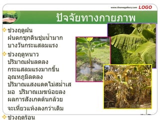 ปัจจัยทางกายภาพ ช่วงฤดูฝน  ฝนตกชุกดินชุ่มน้ำมาก  บางวันกระแสลมแรง ช่วงฤดูหนาว  ปริมาณฝนลดลง กระแสลมแรงมากขึ้น  อุณหภูมิลดลง  ปริมาณแสงแดดไม่สม่ำเสมอ  ปริมาณเมฆน้อยลง  ผลการสังเกตต้นกล้วย จะเหี่ยวแห้งลงกว่าเดิม  ช่วงฤดูร้อน  ( เดือนกุมภาพันธ์  –  เมษายน )  อุณหภูมิสูงมาก กระแสลมแรงปานกลาง ปริมาณน้ำฝนไม่มีเลย  