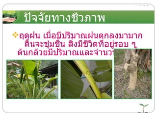 ปัจจัยทางชีวภาพ ฤดูฝน เมื่อมีปริมาณฝนตกลงมามาก ดินจะชุ่มชื้น สิ่งมีชีวิตที่อยู่รอบ ๆ ต้นกล้วยมีปริมาณและจำนวนมากขึ้น 