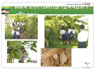 ผลจากการศึกษา ปัจจัยทางชีวภาพ 