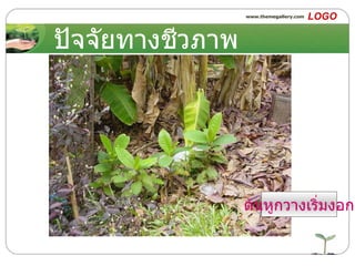 ปัจจัยทางชีวภาพ ต้นหูกวางเริ่มงอก 