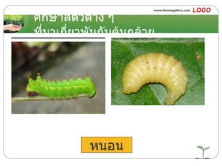 ศึกษาสัตว์ต่าง ๆ ที่มาเกี่ยวพันกับต้นกล้วย หนอน 