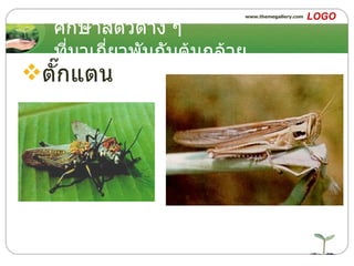 ศึกษาสัตว์ต่าง ๆ ที่มาเกี่ยวพันกับต้นกล้วย ตั๊กแตน 