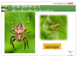 ศึกษาสัตว์ต่าง ๆ ที่มาเกี่ยวพันกับต้นกล้วย แมงมุม 