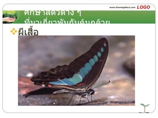 ศึกษาสัตว์ต่าง ๆ ที่มาเกี่ยวพันกับต้นกล้วย ผีเสื้อ 