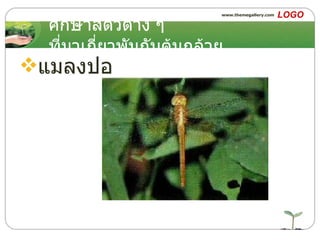 ศึกษาสัตว์ต่าง ๆ ที่มาเกี่ยวพันกับต้นกล้วย แมลงปอ 