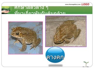 ศึกษาสัตว์ต่าง ๆ ที่มาเกี่ยวพันกับต้นกล้วย คางคก 