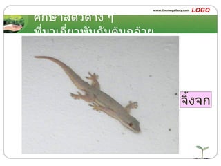 ศึกษาสัตว์ต่าง ๆ ที่มาเกี่ยวพันกับต้นกล้วย จิ้งจก 