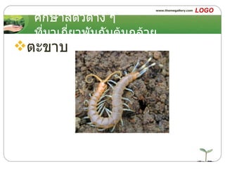 ศึกษาสัตว์ต่าง ๆ ที่มาเกี่ยวพันกับต้นกล้วย ตะขาบ 