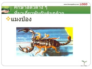 ศึกษาสัตว์ต่าง ๆ ที่มาเกี่ยวพันกับต้นกล้วย แมงป่อง 