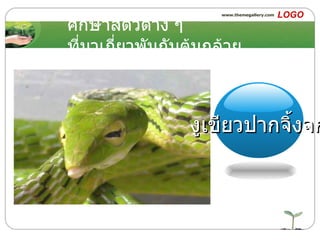 ศึกษาสัตว์ต่าง ๆ ที่มาเกี่ยวพันกับต้นกล้วย งูเขียวปากจิ้งจก 