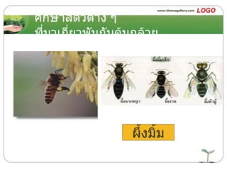 ศึกษาสัตว์ต่าง ๆ ที่มาเกี่ยวพันกับต้นกล้วย ผึ้งมิ้ม 