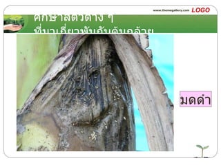 ศึกษาสัตว์ต่าง ๆ ที่มาเกี่ยวพันกับต้นกล้วย มดดำ 