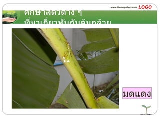 ศึกษาสัตว์ต่าง ๆ ที่มาเกี่ยวพันกับต้นกล้วย มดแดง 