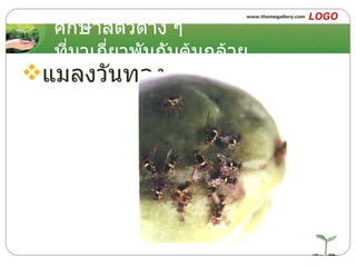 ศึกษาสัตว์ต่าง ๆ ที่มาเกี่ยวพันกับต้นกล้วย แมลงวันทอง 