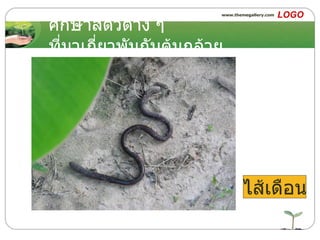 ศึกษาสัตว์ต่าง ๆ ที่มาเกี่ยวพันกับต้นกล้วย ไส้เดือน 