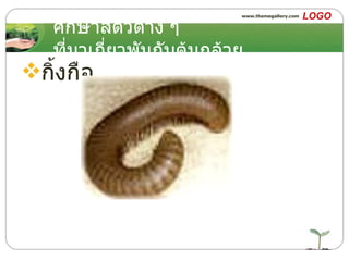 ศึกษาสัตว์ต่าง ๆ ที่มาเกี่ยวพันกับต้นกล้วย กิ้งกือ 