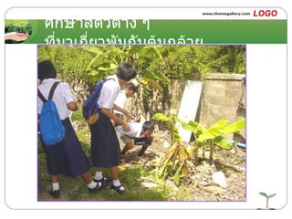 ศึกษาสัตว์ต่าง ๆ ที่มาเกี่ยวพันกับต้นกล้วย 