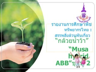 รายงานการศึกษาพืช ทรัพยากรไทย  :  สรรพสิ่งล้วนพันเกี่ยว   “ กล้วยน้ำว้า ”  “ Musa  hybrid  ABB” ชุดที่  2 