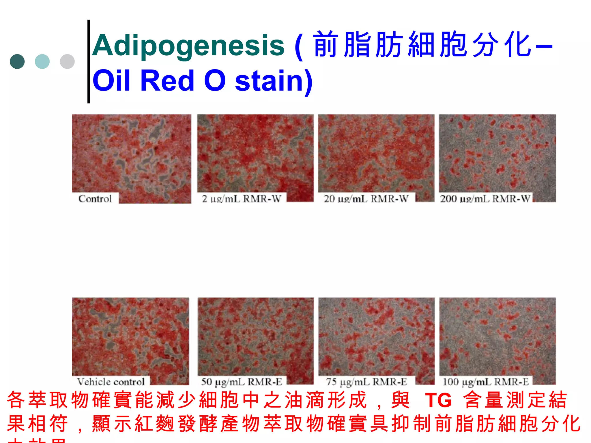 Adipogenesis  ( 前脂肪細胞分化–  Oil Red O stain)   各萃取物確實能減少細胞中之油滴形成，與  TG  含量測定結果相符，顯示紅麴發酵產物萃取物確實具抑制前脂肪細胞分化之效果。  