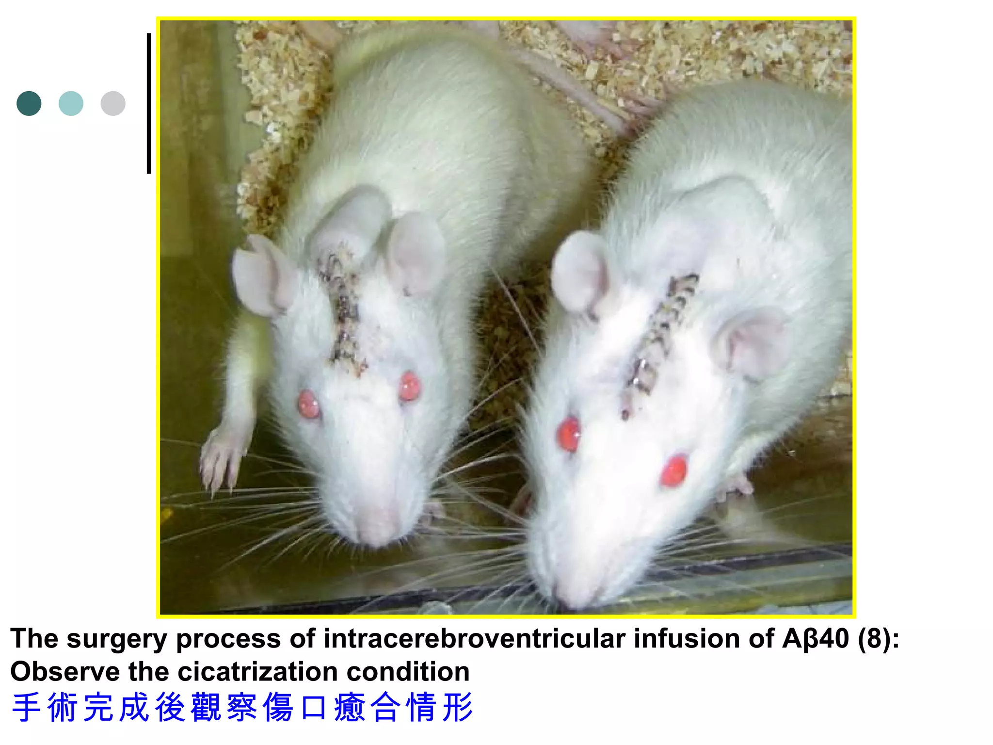 The surgery process of intracerebroventricular infusion of Aβ40 (8): Observe the cicatrization condition 手術完成後觀察傷口癒合情形 