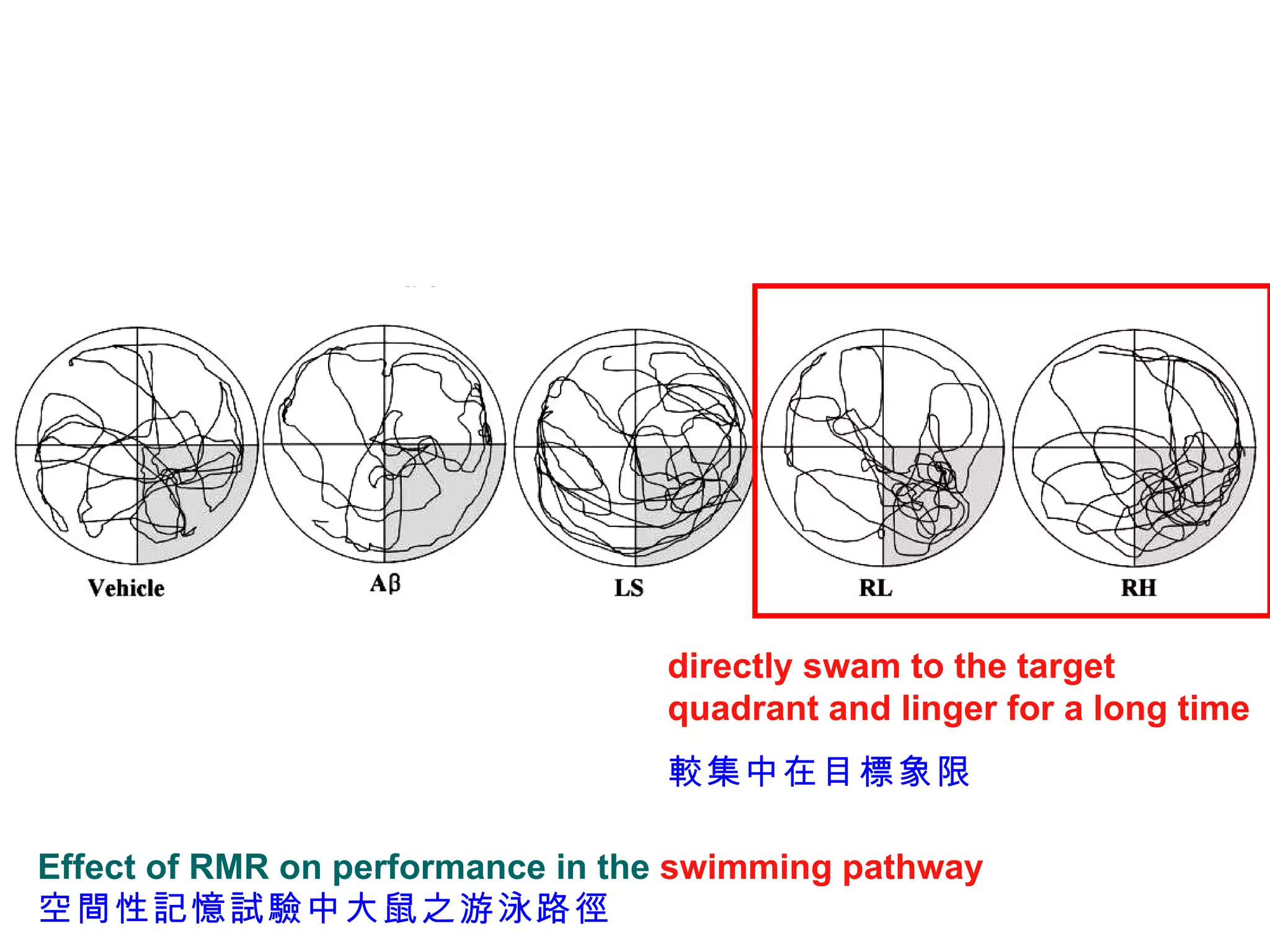 Effect of RMR on performance in the  swimming pathway 空間性記憶試驗中大鼠之游泳路徑   directly swam to the target quadrant and linger for a long time 較集中在目標象限 