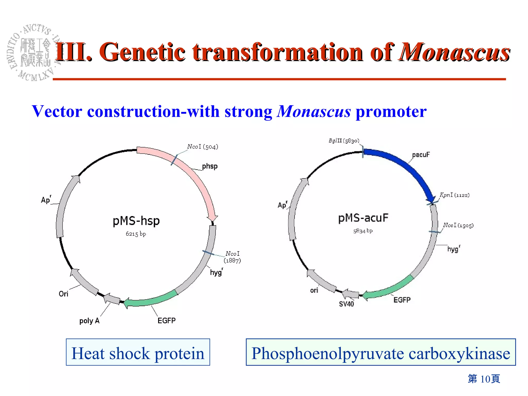 III. Genetic transformation of  Monascus Heat shock protein Phosphoenolpyruvate carboxykinase Vector construction-with strong  Monascus  promoter 