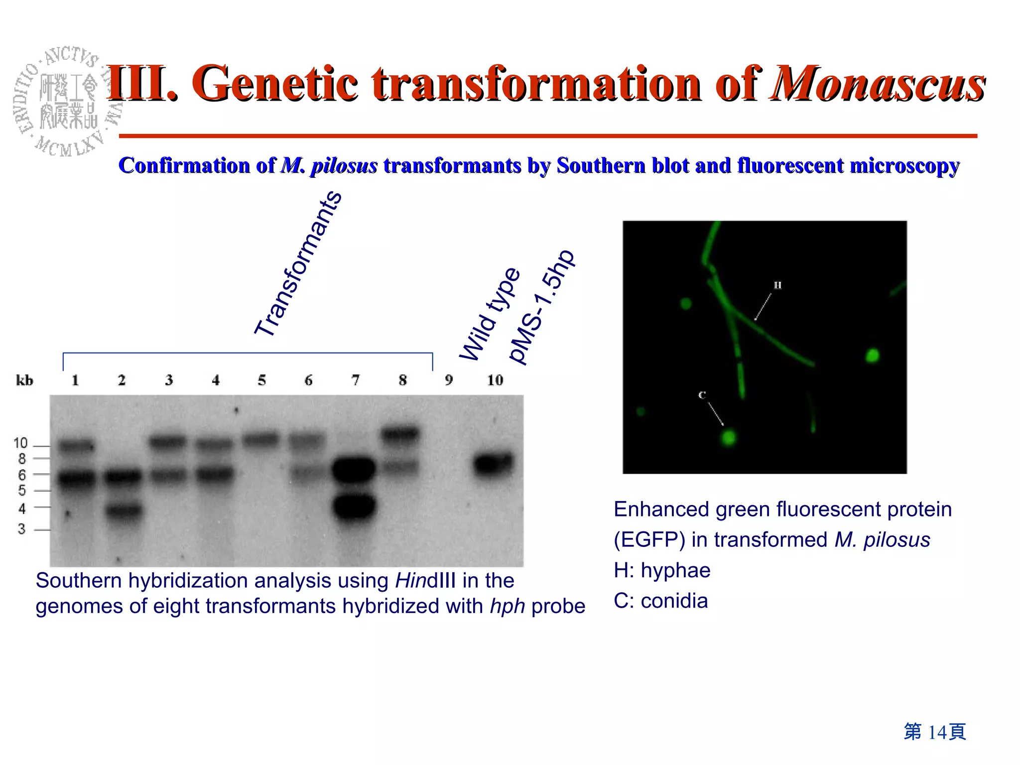 Wild type pMS-1.5hp  Transformants Southern hybridization analysis using  Hin dIII in the genomes of eight transformants hybridized with  hph  probe Enhanced green fluorescent protein (EGFP) in transformed  M. pilosus H: hyphae C: conidia  Confirmation of  M. pilosus  transformants by Southern blot and fluorescent microscopy III. Genetic transformation of  Monascus 