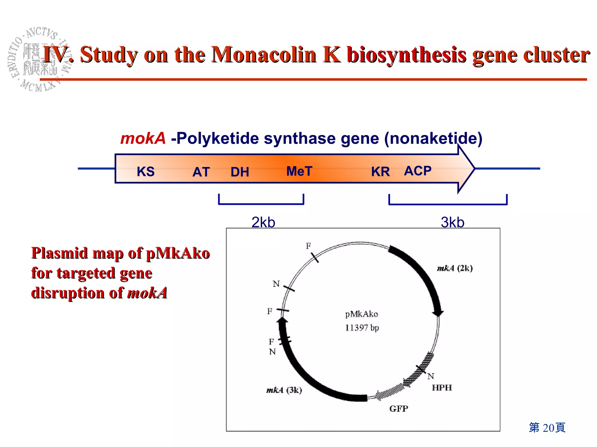 mokA   -Polyketide synthase gene (nonaketide) KS AT DH MeT KR ACP 2kb 3kb Plasmid map of pMkAko for targeted gene disruption of  mokA IV. Study on the Monacolin K  biosynthesis  gene cluster 