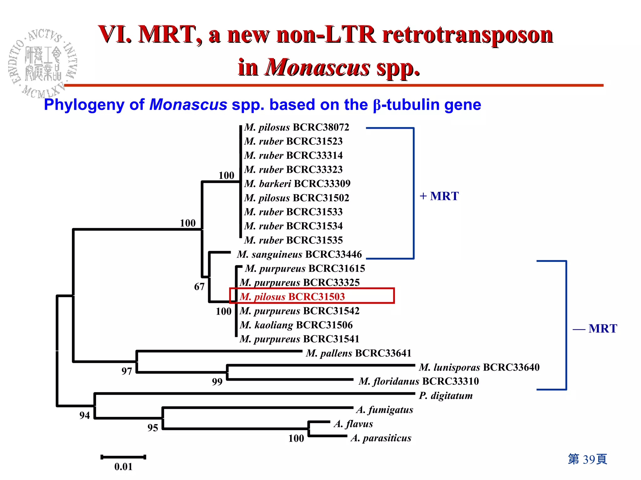 + MRT —  MRT M. pilosus   BCRC38072 M. ruber   BCRC31523 M. ruber   BCRC33314 M. ruber   BCRC33323  M. barkeri   BCRC33309 M. pilosus   BCRC31502 M. ruber   BCRC31533 M. ruber   BCRC31534 M. ruber   BCRC31535 M. sanguineus   BCRC33446 M. purpureus   BCRC31615 M. purpureus   BCRC33325 M. pilosus   BCRC31503 M. purpureus   BCRC31542 M. kaoliang   BCRC31506 M. purpureus   BCRC31541 M. pallens   BCRC33641 M. lunisporas   BCRC33640 M. floridanus   BCRC33310 P. digitatum A. fumigatus A. flavus A. parasiticus 100 99 95 97 94 100 67 100 100 0.01 Phylogeny of  Monascus  spp. based on the  β -tubulin   gene VI. MRT, a new non-LTR retrotransposon  in  Monascus  spp. 