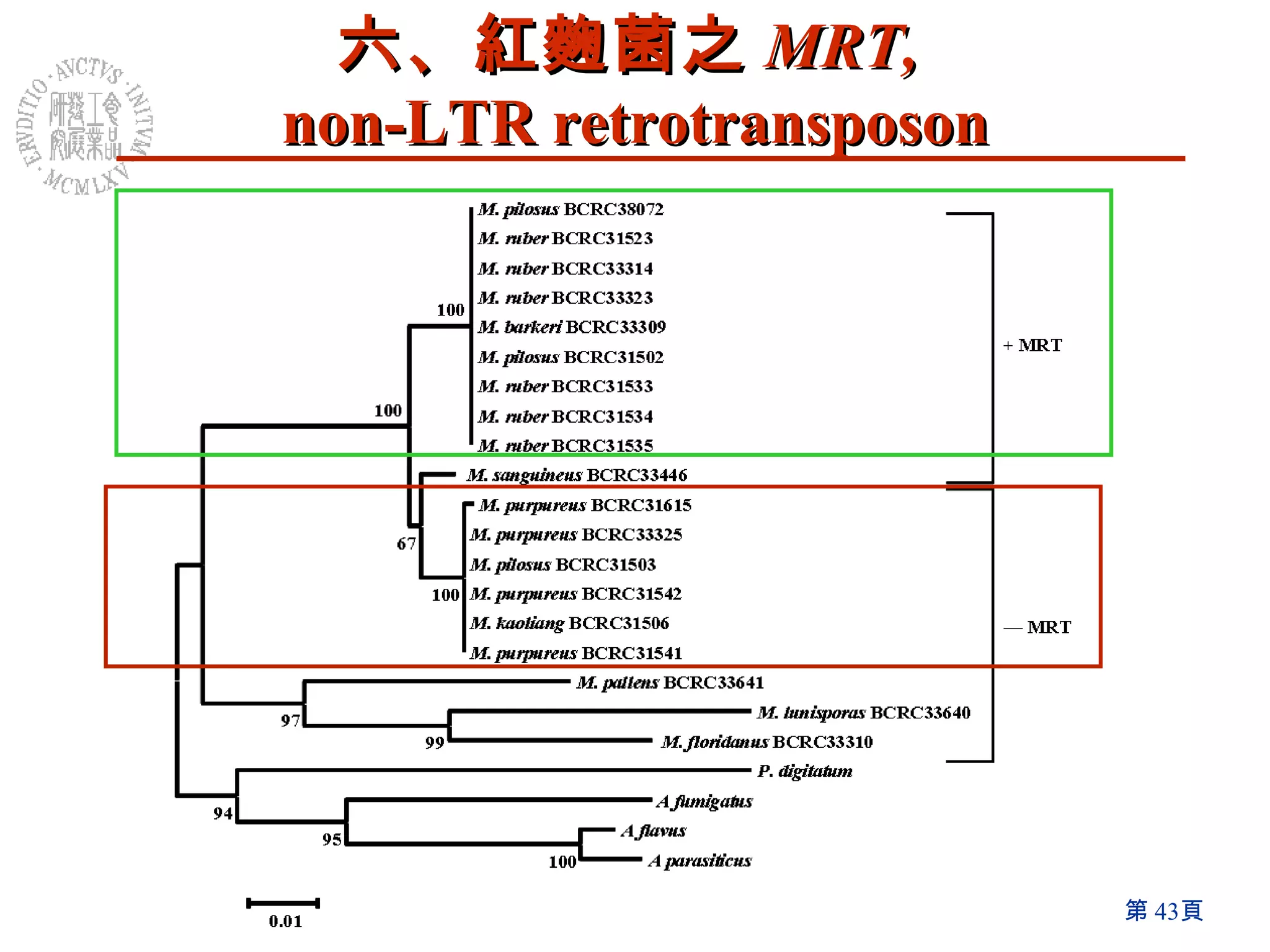 六、紅麴菌之 MRT,  non-LTR retrotransposon 