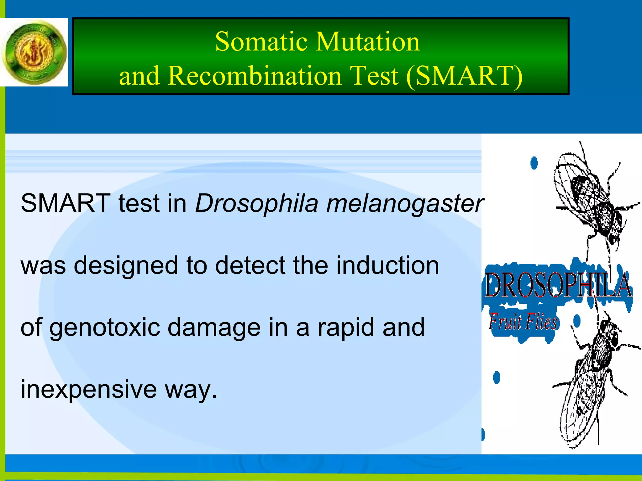 SMART test in  Drosophila melanogaster   was designed to detect the induction of genotoxic damage in a rapid and inexpensive way.  Somatic Mutation  and Recombination Test (SMART) 