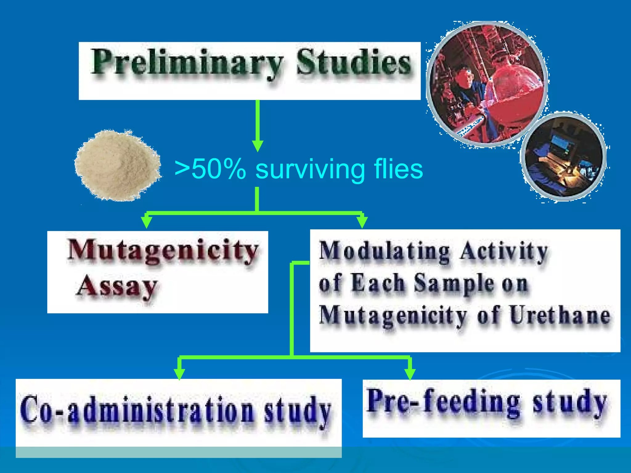 > 50% surviving flies 