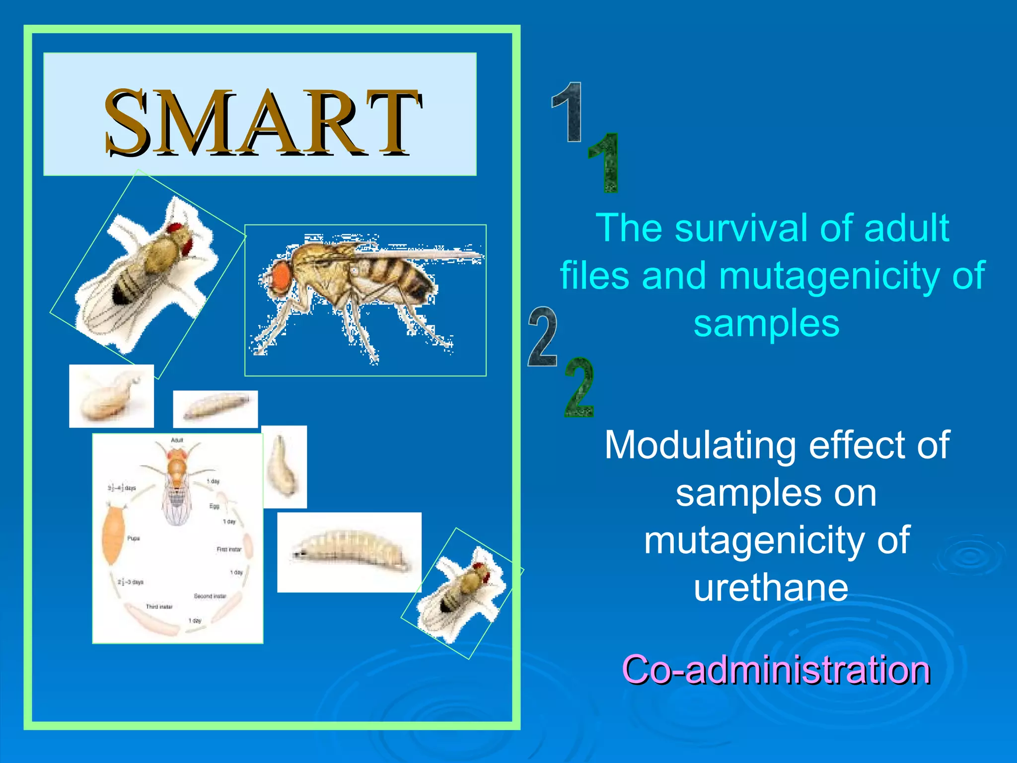 Co-administration SMART The survival of adult files and mutagenicity of samples  1 Modulating effect of samples on mutagenicity of urethane  2 