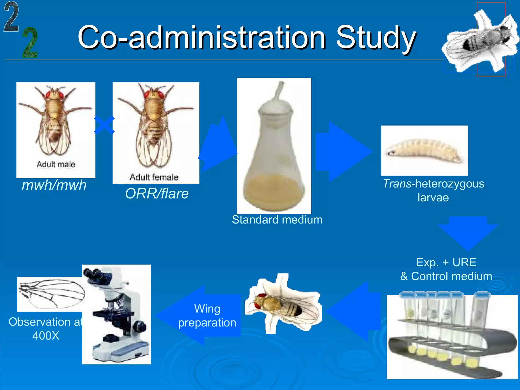 Co-administration Study 2 Wing preparation Observation at 400X mwh/mwh ORR/flare Standard medium Trans -heterozygous larvae Exp. + URE & Control medium 