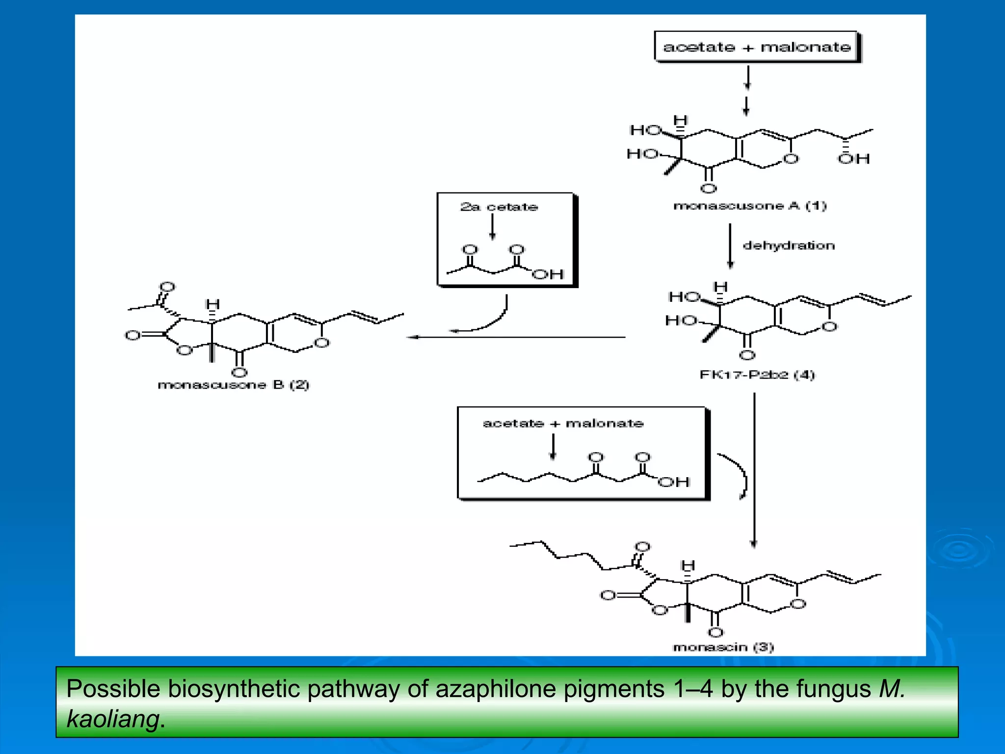 Possible biosynthetic pathway of azaphilone pigments 1–4 by the fungus  M. kaoliang . 