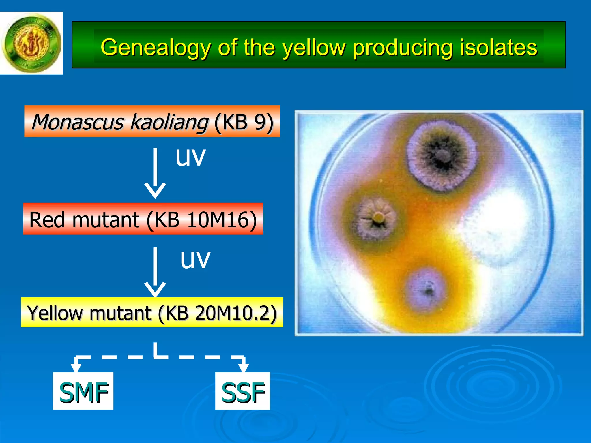 Monascus kaoliang  (KB 9) uv Red mutant (KB 10M16) uv Yellow mutant (KB 20M10.2) SMF SSF Genealogy of the yellow producing isolates 