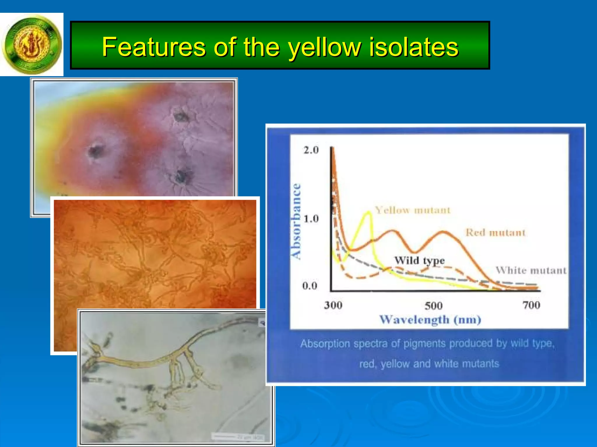 Features of the yellow isolates 