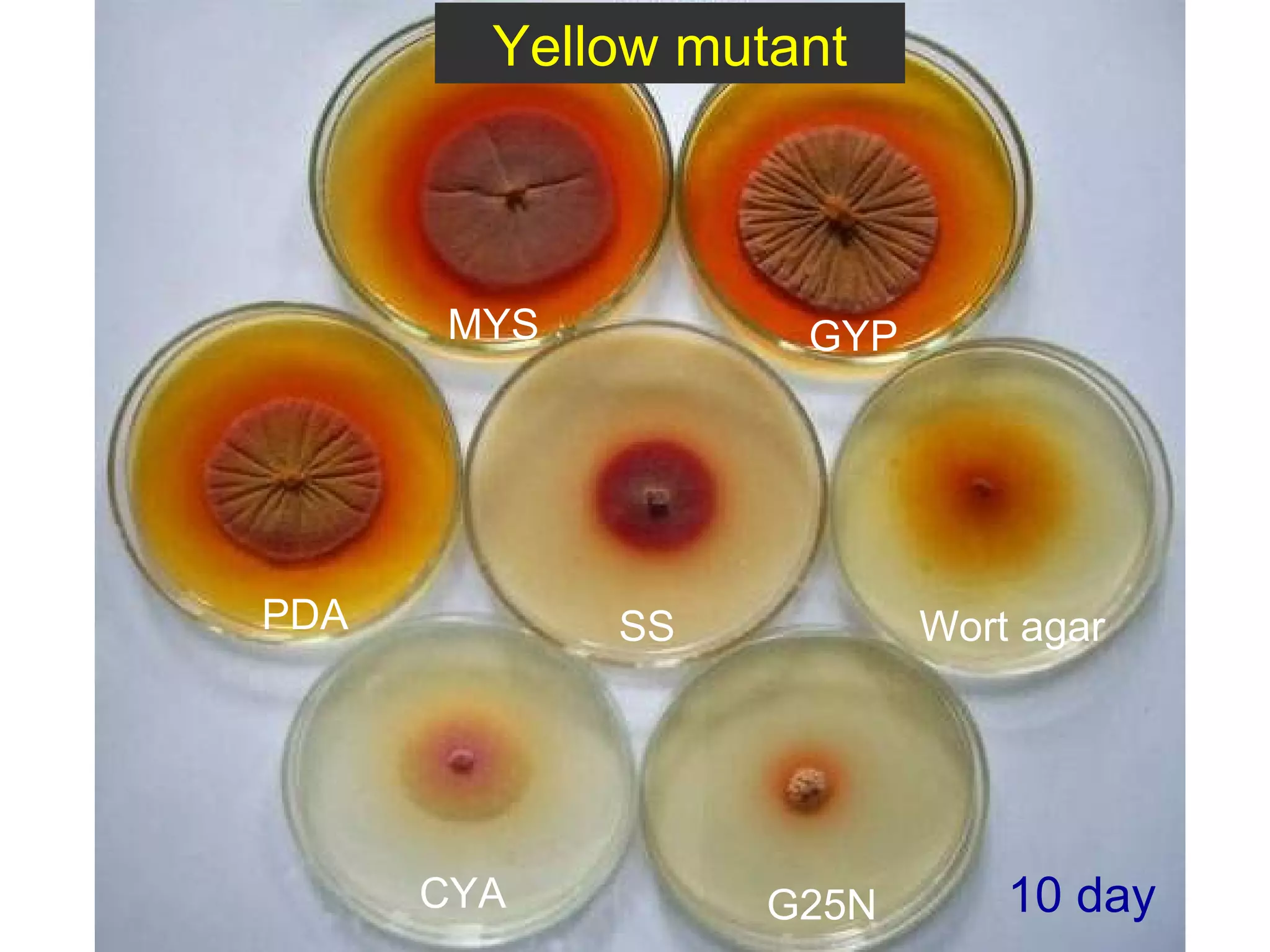 10 day CYA G25N Wort agar PDA GYP SS MYS Yellow mutant 